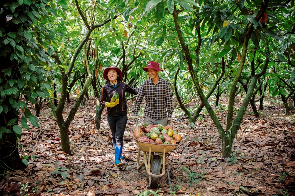 Kiên trì hơn 2 thập kỷ, nỗ lực của người nông dân trồng cacao đã được hồi đáp - 1 Kiên trì hơn 2 thập kỷ, nỗ lực của người nông dân trồng cacao đã được hồi đáp - 1