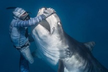 Rùng mình cảnh thợ lặn chơi đùa, âu yếm cá mập hổ khổng lồ