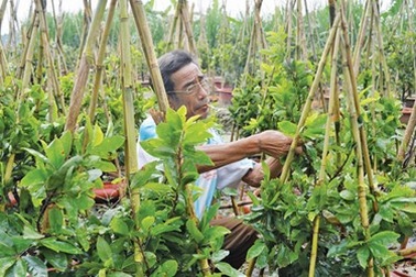 Ăn ngủ "cùng mai Tết"