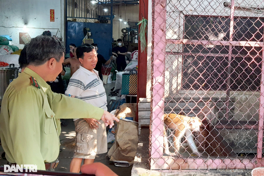 Kiểm lâm thổi phi tiêu thu phục đàn khỉ hung dữ ở TPHCM - 1 Kiểm lâm thổi phi tiêu thu phục đàn khỉ hung dữ ở TPHCM - 1