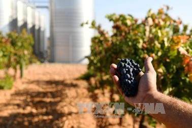 Phát hiện mới về nguồn gốc của rượu nho