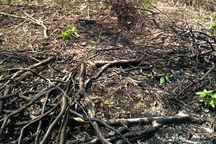 Phạt công ty nguyên liệu TH 40 triệu đồng về tội phá rừng trái phép