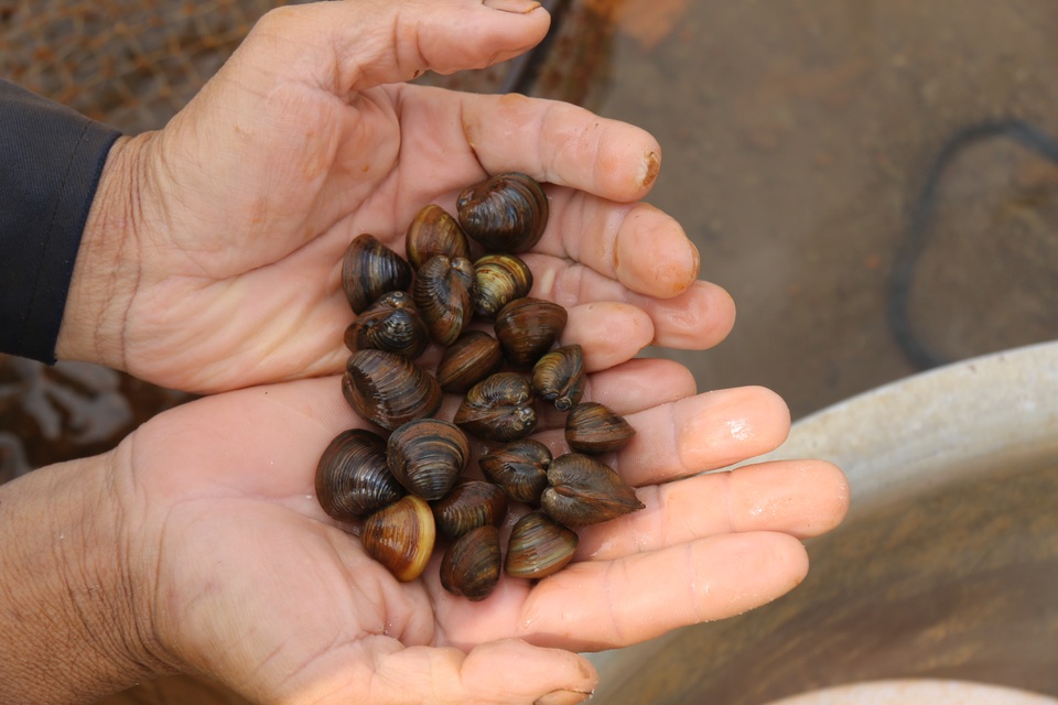 Kiếm tiền triệu mỗi ngày nhờ cào hến giữa... lòng thành phố - 7 Kiếm tiền triệu mỗi ngày nhờ cào hến giữa... lòng thành phố - 7