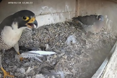 Bồ câu suýt chết khi cướp nhầm tổ của chim cắt lớn