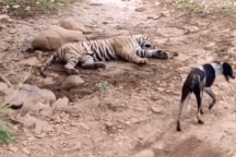 Thế giới động vật: Chó hoang mất mạng vì dám thách thức "chúa sơn lâm"