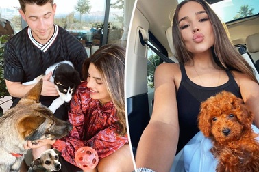 Thú cưng bị bỏ rơi “đổi đời” nhờ được “sao” nhận về nuôi