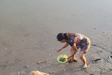 Người dân thành phố đổ xô ra sông vớt cá chết