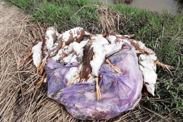 Dịch tả lợn châu Phi chưa qua, Thái Bình lại “căng mình” chống cúm gia cầm A/H5N6