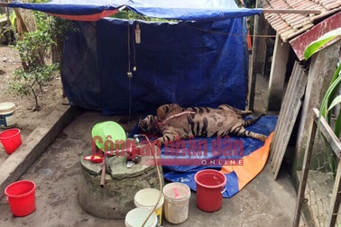 Mua hổ sống nặng 3 tạ giá 1 tỷ về cắt tiết, nấu cao