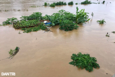 Lũ lớn trên thượng nguồn sông Hồng nhấn chìm nhiều cây trái, hoa màu