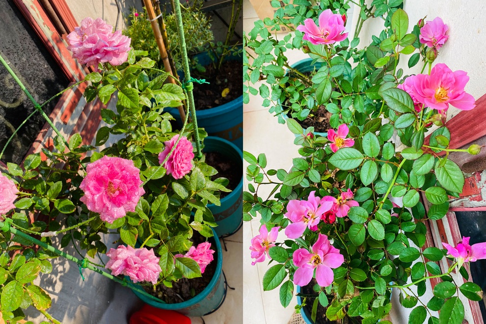 Nữ nhân viên văn phòng cơi nới ban công, làm vườn hồng hơn 30 giống - 6 Nữ nhân viên văn phòng cơi nới ban công, làm vườn hồng hơn 30 giống - 6