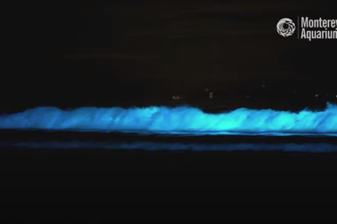 Mê hoặc “màn trình diễn” sóng phát quang tuyệt đẹp