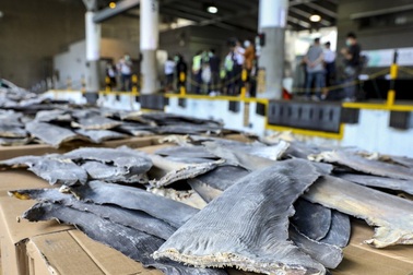 Hồng Kông phanh phui vụ buôn lậu vây cá mập lớn nhất từ trước tới nay