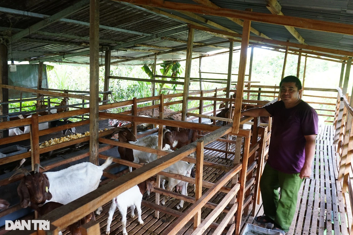 Anh nông dân nuôi dê bằng mít Thái và kết quả khiến nhiều người trầm trồ - 4 Anh nông dân nuôi dê bằng mít Thái và kết quả khiến nhiều người trầm trồ - 4