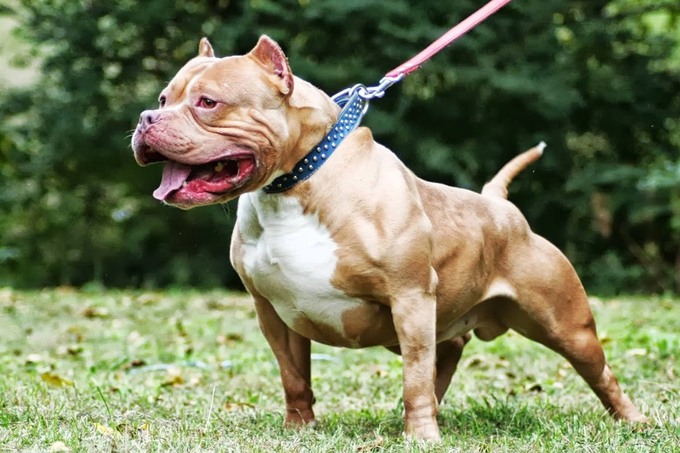 Sao vẫn cho phép nuôi sát thủ máu lạnh pitbull? - 1 Sao vẫn cho phép nuôi sát thủ máu lạnh pitbull? - 1