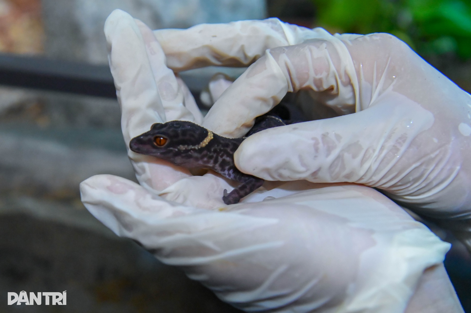 Cận cảnh loài thằn lằn cá sấu ở Việt Nam, có mặt từ thời khủng long - 6 Cận cảnh loài thằn lằn cá sấu ở Việt Nam, có mặt từ thời khủng long - 6