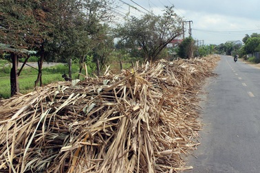 Giá mía tiếp tục giảm sâu, tiêu thụ chậm… nông dân điêu đứng