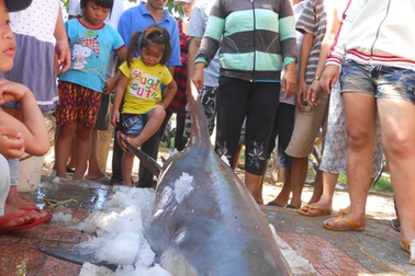 Bắt được cá mập con tại biển Quy Nhơn