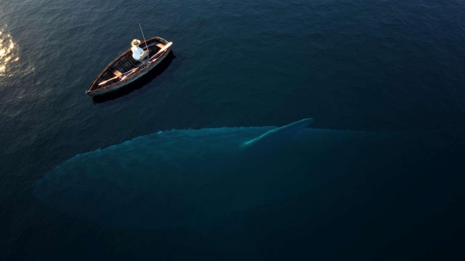Megalodon là loài cá lớn nhất đại dương? - 1 Megalodon là loài cá lớn nhất đại dương? - 1