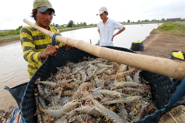 Tôm nước lợ là “vị cứu tinh” của ngành nông nghiệp?