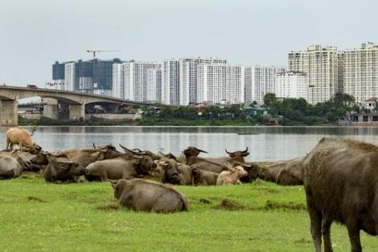 Giữa Thủ đô, nuôi trâu kiểu... thả hoang thu tiền tỷ
