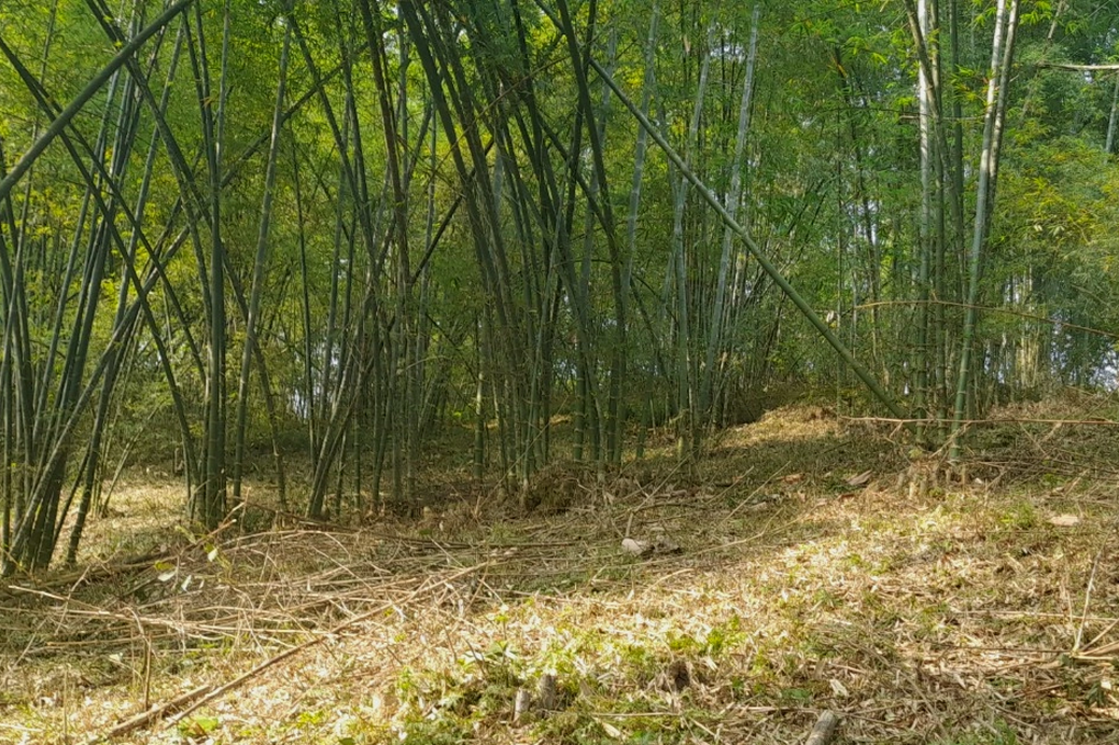 Cây ấm no giúp dân miền núi thu tiền tỷ, trồng một lần thu hoạch 30 năm - 1 Cây ấm no giúp dân miền núi thu tiền tỷ, trồng một lần thu hoạch 30 năm - 1