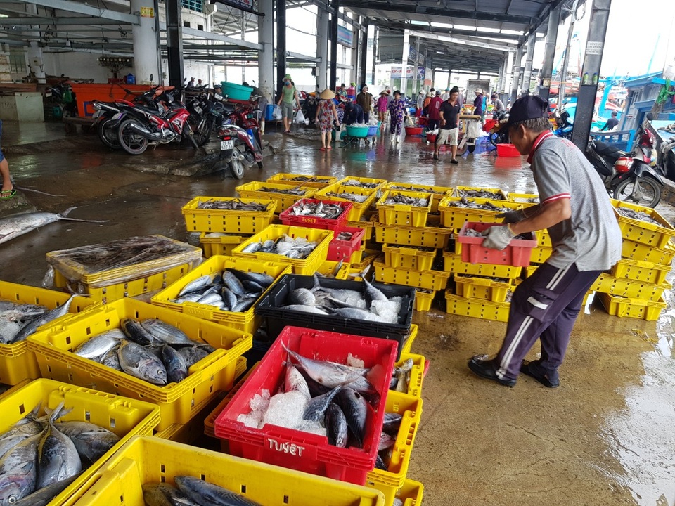 Ngư dân thu hàng chục triệu đồng sau mỗi chuyến đi biển - 5 Ngư dân thu hàng chục triệu đồng sau mỗi chuyến đi biển - 5