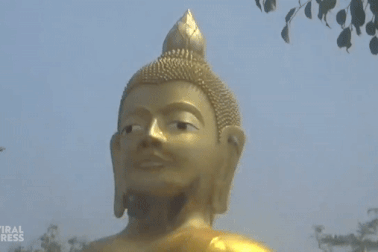 Tổ ong hình dáng bộ râu nằm dưới cằm bức tượng Phật cao 16 m