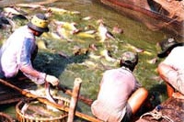 Xuất khẩu thuỷ sản tăng 25,5%