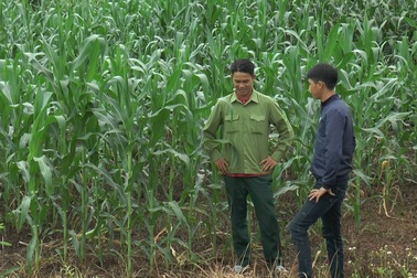 Lấy đất rừng phòng hộ để sản xuất, người dân “đòi” tiền hỗ trợ, đền bù?