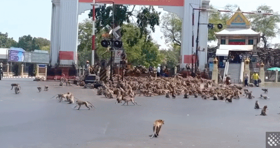 Hàng trăm con khỉ ẩu đả nhau vì… miếng ăn - 1 Hàng trăm con khỉ ẩu đả nhau vì… miếng ăn - 1