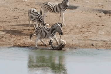 Cố dìm chết ngựa con, ngựa vằn không hề hiền lành như chúng ta lầm tưởng