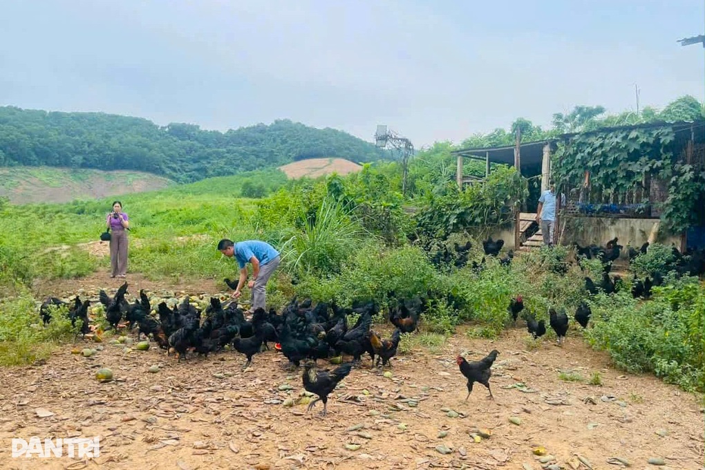 Cho gà ăn dưa hấu và dứa, anh nông dân thu lãi hàng chục triệu đồng mỗi lứa - 2