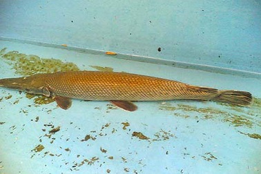 Bắt được con cá lạ dài 1m, toàn thân ánh vàng