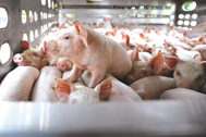 Đại gia nuôi lợn Dabaco tự báo lãi 150 tỷ, sau kiểm toán còn... 5 tỷ đồng