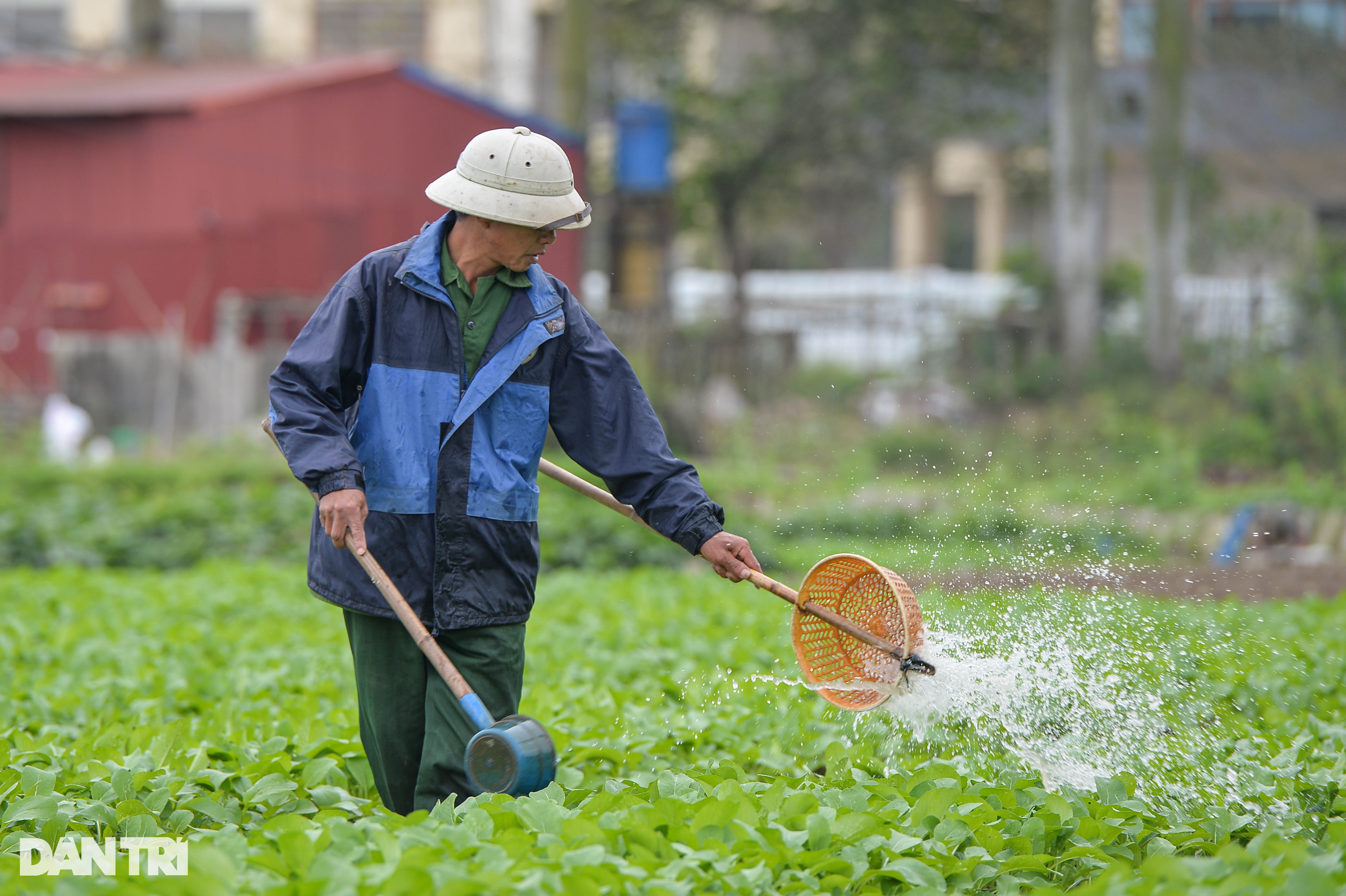 Lạnh thấu xương, nông dân ở Hà Nội vẫn miệt mài xuống đồng - 9