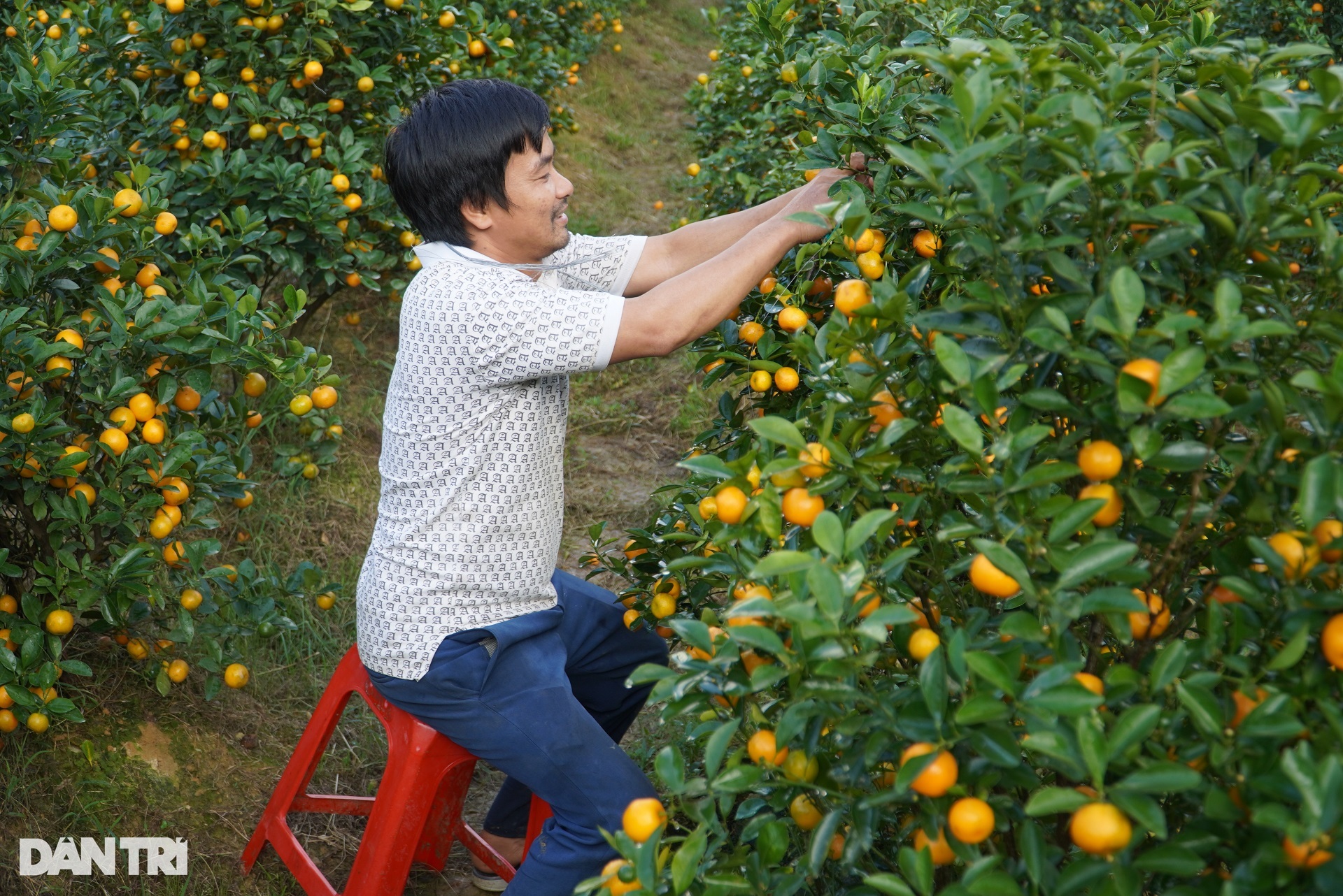 Kỹ sư bị nói hâm dở vì bỏ việc ở Hà Nội về vùng núi trồng cây bán dịp Tết - 8