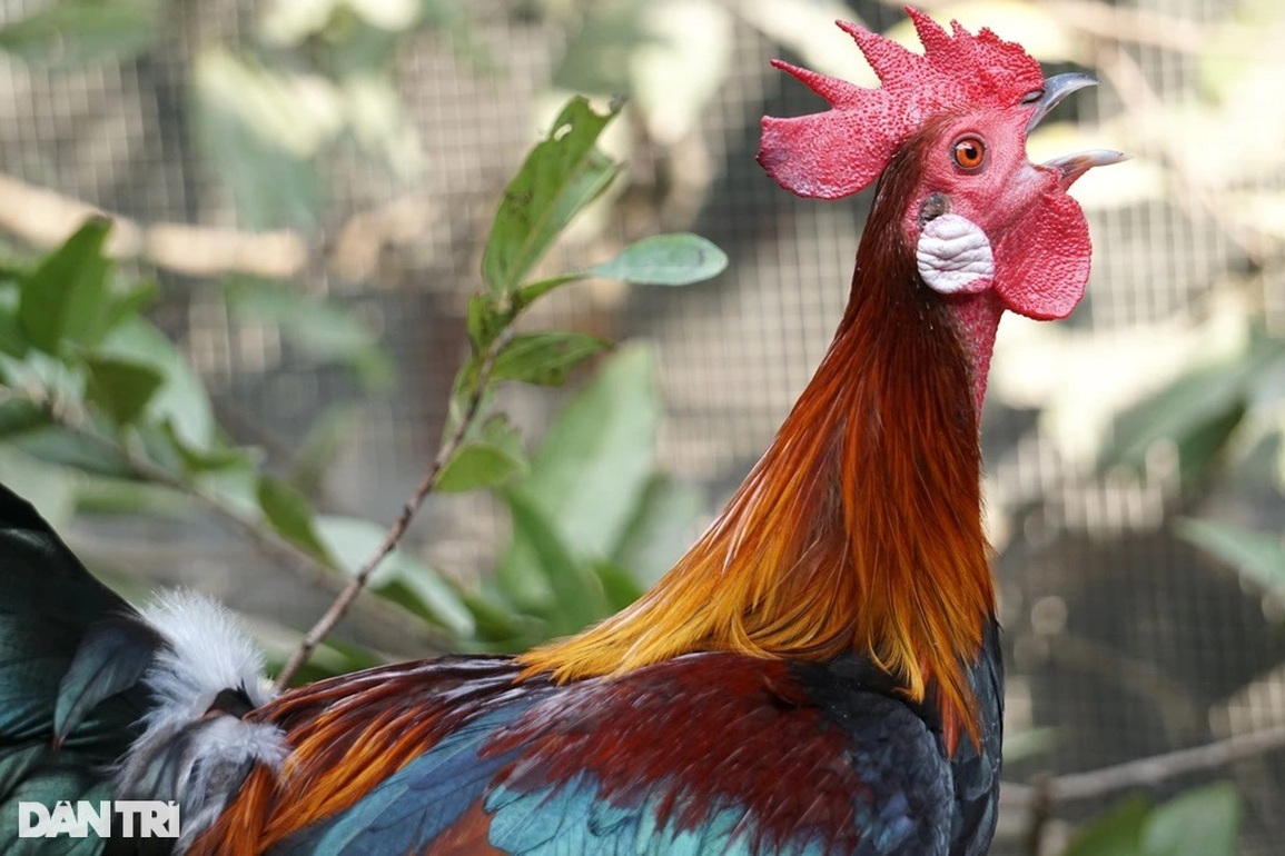 Vài triệu đồng/cặp, người làm nghề nuôi gà rừng lo không đủ hàng bán Tết - 6 Vài triệu đồng/cặp, người làm nghề nuôi gà rừng lo không đủ hàng bán Tết - 6