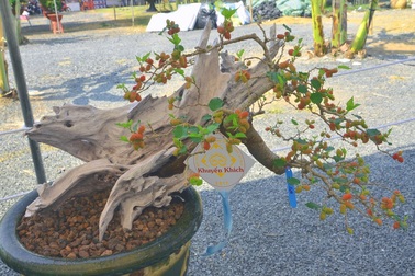 Những cây cảnh “độc và lạ” trong Hội hoa xuân 2015