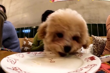 Chủ nhà hàng kiếm bộn tiền nhờ tổ chức tiệc tất niên cho thú cưng