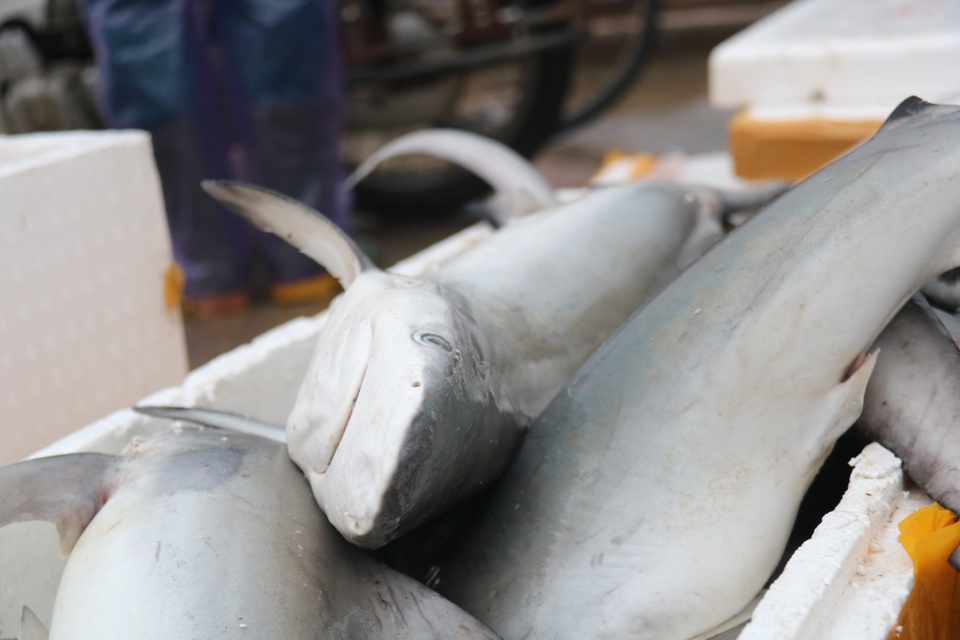 Hối hả nơi cảng Cửa Sót tháng cuối năm - 13 Hối hả nơi cảng Cửa Sót tháng cuối năm - 13