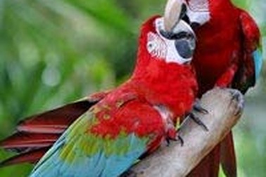 Chuyện phòng the của loài vật