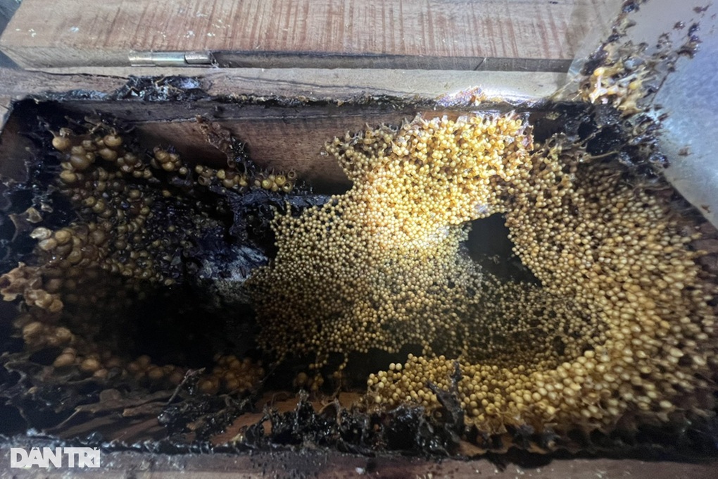 Thành triệu phú nhờ nuôi loài ong có tên gọi rất... lạ - 3