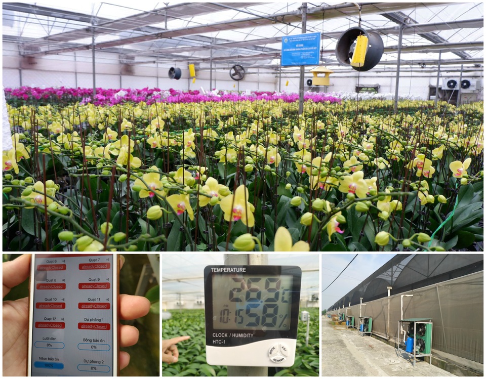 Người Việt ứng dụng 4.0 trồng lan: Hết thời hoa ngoại độc chiếm thị phần hồ điệp Tết - 10 Người Việt ứng dụng 4.0 trồng lan: Hết thời hoa ngoại độc chiếm thị phần hồ điệp Tết - 10