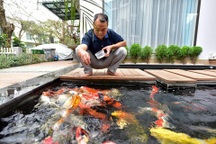 Bỏ “đất vàng” phố cổ, vợ chồng U70 chi bạc tỷ về ngoại ô nuôi cá, trồng rau