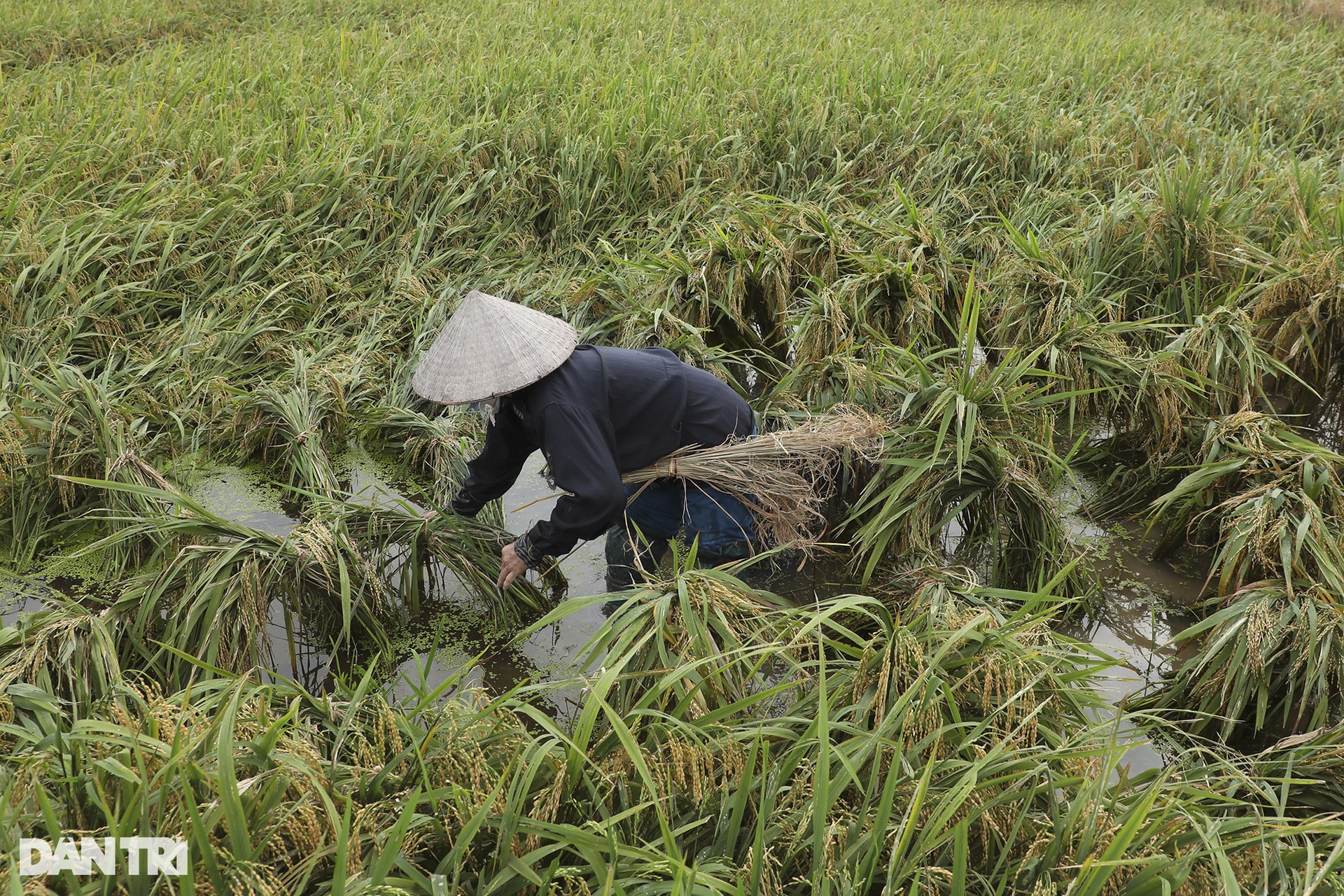 Những mùa lúa cuối cùng vùng ngoại thành Hà Nội - 2 Những mùa lúa cuối cùng vùng ngoại thành Hà Nội - 2