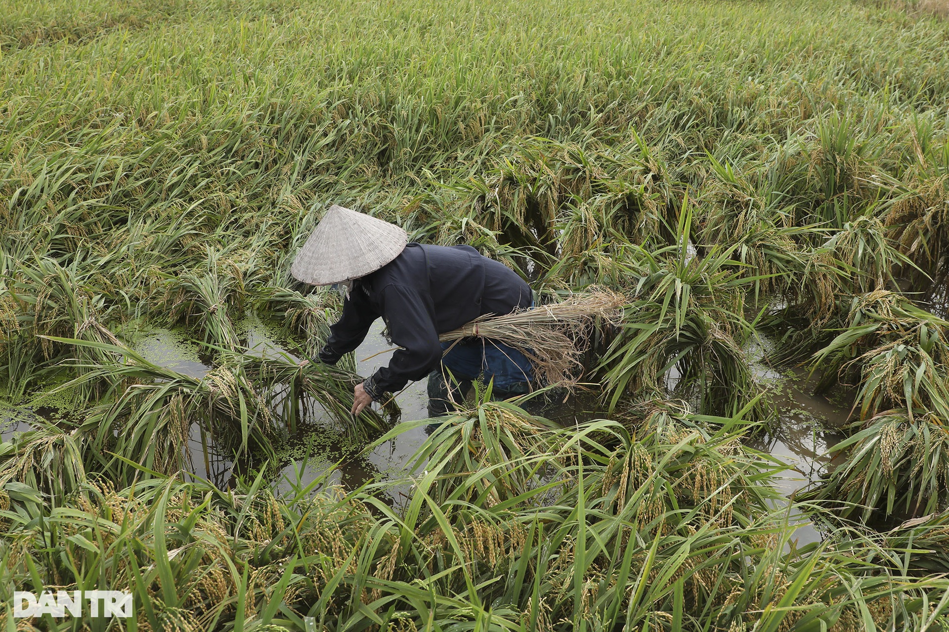 Những mùa lúa cuối cùng vùng ngoại thành Hà Nội - 2