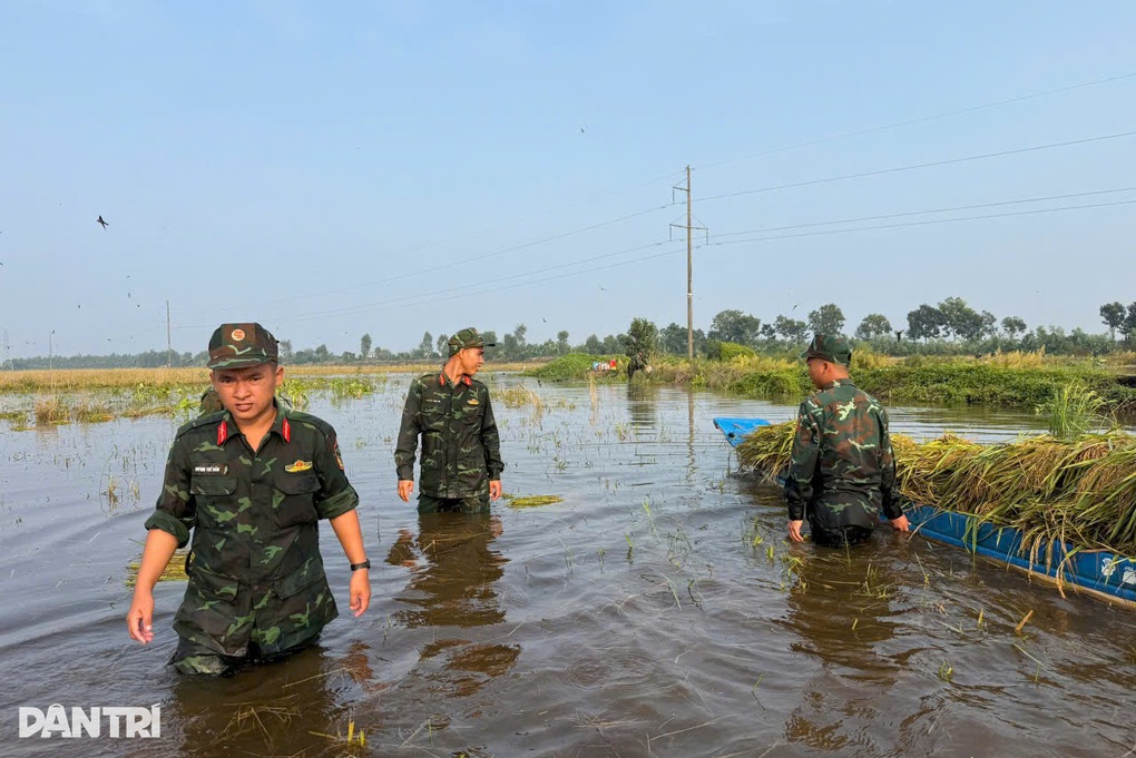 Tây Ninh huy động chiến sĩ giúp dân thu hoạch lúa chạy lũ - 2 Tây Ninh huy động chiến sĩ giúp dân thu hoạch lúa chạy lũ - 2