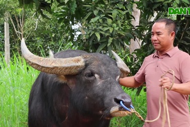 Làm giàu từ nghề săn và huấn luyện trâu chọi