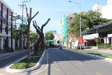 Di dời hàng loạt cây xanh, mở rộng đường Pasteur Nha Trang